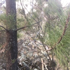 Pinus radiata (Monterey or Radiata Pine) at Kowen Escarpment - 31 Aug 2020 by JaneR
