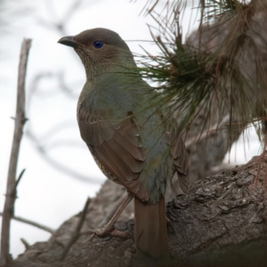 Ptilonorhynchus violaceus at Rossi, NSW - 1 Sep 2020