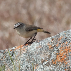 Acanthiza chrysorrhoa at Rossi, NSW - 1 Sep 2020