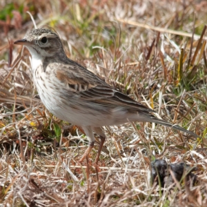 Anthus australis at Rossi, NSW - 1 Sep 2020