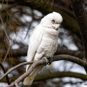 Cacatua sanguinea at Rossi, NSW - 1 Sep 2020 11:10 AM