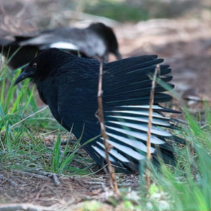 Corcorax melanorhamphos at Rossi, NSW - 31 Aug 2020