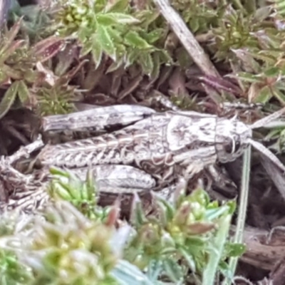 Perunga ochracea (Perunga grasshopper, Cross-dressing Grasshopper) at Budjan Galindji (Franklin Grassland) Reserve - 1 Sep 2020 by trevorpreston