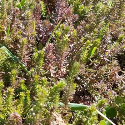 Crassula sieberiana (Austral Stonecrop) at Harrison, ACT - 1 Sep 2020 by trevorpreston