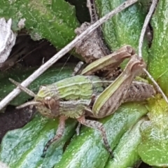 Perunga ochracea (Perunga grasshopper, Cross-dressing Grasshopper) at Harrison, ACT - 1 Sep 2020 by tpreston