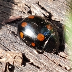 Paropsisterna octosignata (Eucalyptus leaf beetle) at Franklin, ACT - 1 Sep 2020 by trevorpreston