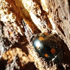 Paropsisterna octosignata at Franklin, ACT - 1 Sep 2020