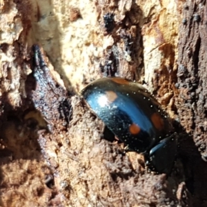 Paropsisterna octosignata at Franklin, ACT - 1 Sep 2020