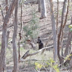 Wallabia bicolor (Swamp Wallaby) at Black Mountain - 1 Sep 2020 by ConBoekel