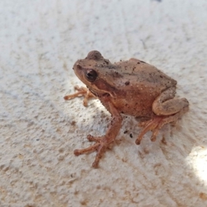 Litoria verreauxii verreauxii at Higgins, ACT - 1 Sep 2020