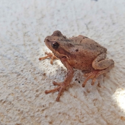 Litoria verreauxii verreauxii (Whistling Tree-frog) at Higgins, ACT - 1 Sep 2020 by wombey