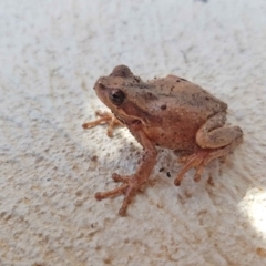 Litoria verreauxii verreauxii (Whistling Tree-frog) at Higgins, ACT - 1 Sep 2020 by wombey