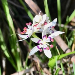 Wurmbea dioica subsp. dioica (Early Nancy) at Wodonga - 1 Sep 2020 by Kayjay