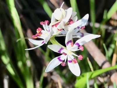 Wurmbea dioica subsp. dioica (Early Nancy) at West Wodonga, VIC - 1 Sep 2020 by Kayjay