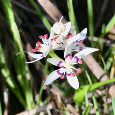 Wurmbea dioica subsp. dioica (Early Nancy) at West Wodonga, VIC - 1 Sep 2020 by Kayjay