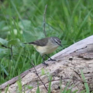 Acanthiza chrysorrhoa at Albury - 29 Aug 2020