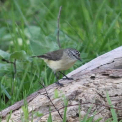 Acanthiza chrysorrhoa (Yellow-rumped Thornbill) at Red Light Hill Reserve - 29 Aug 2020 by PaulF