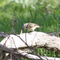 Acanthiza chrysorrhoa at Albury - 29 Aug 2020