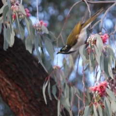 Entomyzon cyanotis (Blue-faced Honeyeater) at Albury - 27 Aug 2020 by PaulF