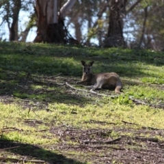 Macropus giganteus (Eastern Grey Kangaroo) at Albury - 29 Aug 2020 by PaulF