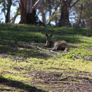 Macropus giganteus at Springdale Heights, NSW - 29 Aug 2020 12:46 PM