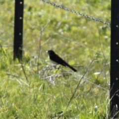Rhipidura leucophrys (Willie Wagtail) at Red Light Hill Reserve - 29 Aug 2020 by PaulF