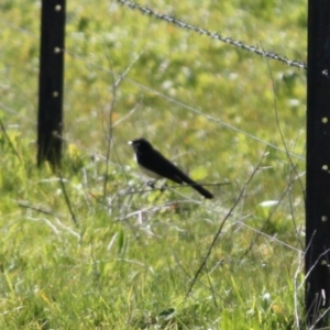 Rhipidura leucophrys at Albury - 29 Aug 2020