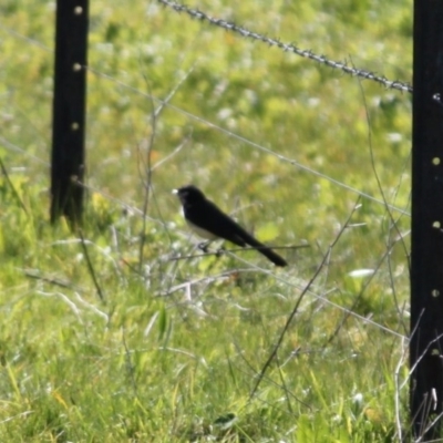 Rhipidura leucophrys (Willie Wagtail) at Red Light Hill Reserve - 29 Aug 2020 by PaulF