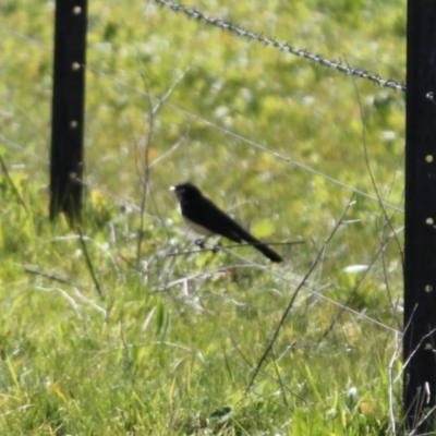 Rhipidura leucophrys (Willie Wagtail) at Albury - 29 Aug 2020 by PaulF