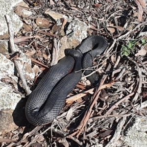 Pseudechis porphyriacus at Gundaroo, NSW - 28 Aug 2020