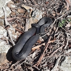 Pseudechis porphyriacus (Red-bellied Black Snake) at Gundaroo, NSW - 28 Aug 2020 by Gunyijan