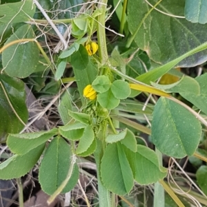 Trifolium campestre at Latham, ACT - 1 Sep 2020