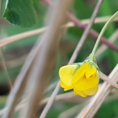 Trifolium campestre at Latham, ACT - 1 Sep 2020