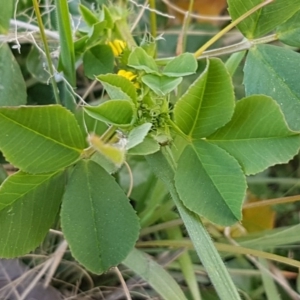 Trifolium campestre at Latham, ACT - 1 Sep 2020