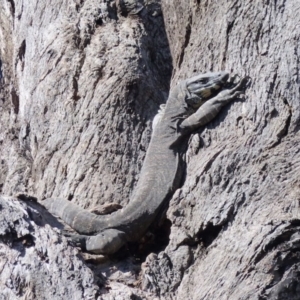 Varanus varius at Black Range, NSW - suppressed