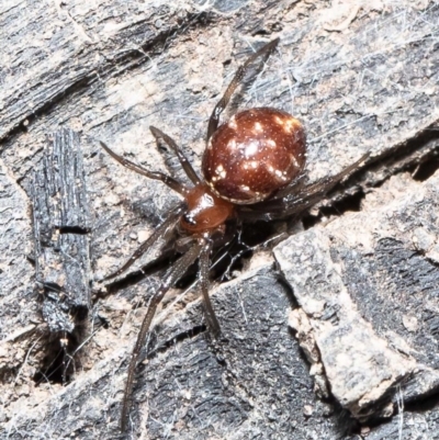 Steatoda capensis (South African cupboard spider) at Downer, ACT - 1 Sep 2020 by Roger