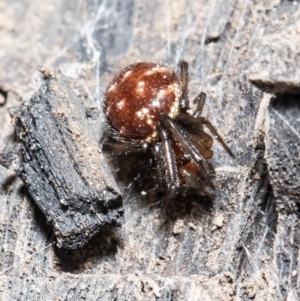 Steatoda capensis at Downer, ACT - 1 Sep 2020