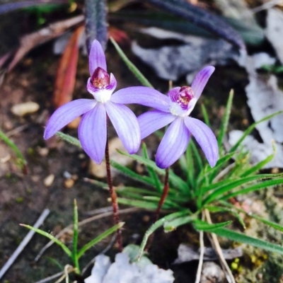 Cyanicula caerulea (Blue Fingers, Blue Fairies) at Downer, ACT - 1 Sep 2020 by RWPurdie