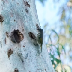 Phylidonyris pyrrhopterus (Crescent Honeyeater) at Acton, ACT - 28 Aug 2020 by DonTaylor