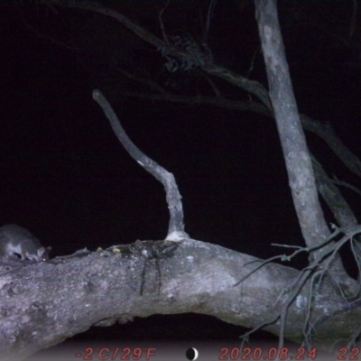 Pseudocheirus peregrinus (Common Ringtail Possum) at Rob Roy Range - 31 Aug 2020 by ChrisHolder
