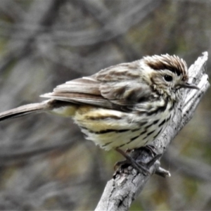 Pyrrholaemus sagittatus at Forde, ACT - 1 Sep 2020