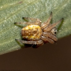 Araneus hamiltoni (Hamilton's Orb Weaver) at ANBG - 1 Sep 2020 by Roger