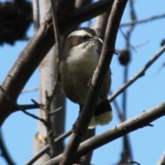 Pomatostomus superciliosus (White-browed Babbler) at Red Light Hill Reserve - 29 Aug 2020 by PaulF