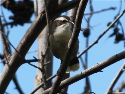 Pomatostomus superciliosus (White-browed Babbler) at Albury - 29 Aug 2020 by PaulF