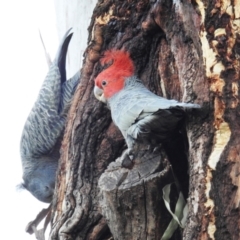 Callocephalon fimbriatum (Gang-gang Cockatoo) at GG19 - 1 Sep 2020 by HelenCross