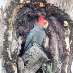 Callocephalon fimbriatum at Acton, ACT - suppressed