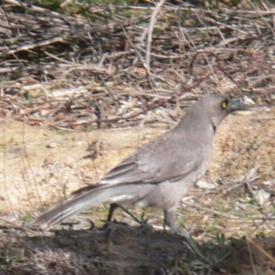 Strepera versicolor (Grey Currawong) at Uriarra Village, ACT - 31 Aug 2020 by isopeda