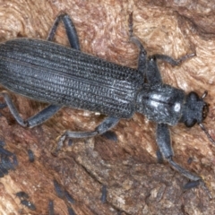 Eunatalis sp. (Genus) (A Clerid Beetle) at Majura, ACT - 1 Sep 2020 by jbromilow50