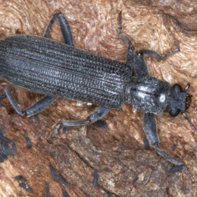 Eunatalis sp. (Genus) (A Clerid Beetle) at Mount Ainslie - 1 Sep 2020 by jb2602