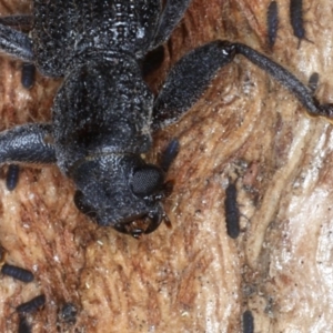 Eunatalis sp. (Genus) at Majura, ACT - 1 Sep 2020